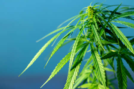 Close-up of a large group of marijuana leaves and lights with mysterious blue walls in the background.の写真素材