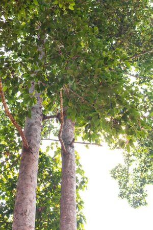 Viewed from the bottom of a large tall rubber tree, which is full of shady leaves, commonly seen in...