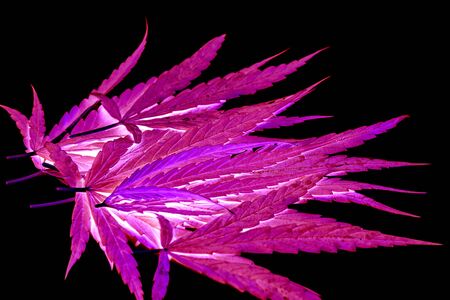 Close-up of background of a group of marijuana leaves, which turn green to dark purple, abstract on...