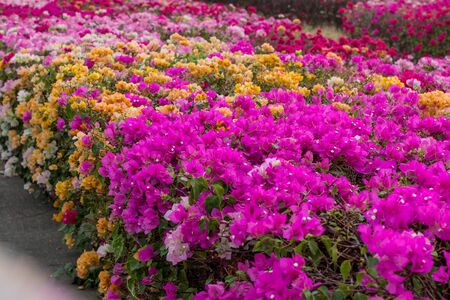 The scenery, close-up view of many bougainvillea flowers blooming beautifully into a fence in one of the public gardens of the Thai countryside.の写真素材
