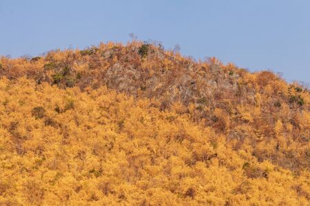 The background view of the foothills is full of many trees that have been burned by forest fires causing damage in the dry season.の写真素材
