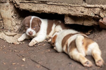 Both brown and white Thai puppies reside waiting for their mother near the concrete burrows on the ground in the Thai countryside.の写真素材