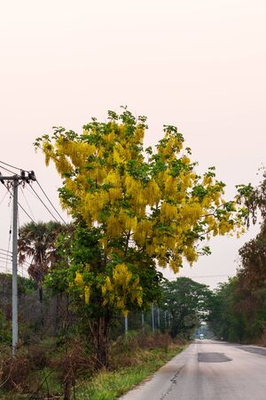 Golden Shower Tree beside a rural road that blossoms during the dry season which is commonly seen in Thai countryside.の写真素材