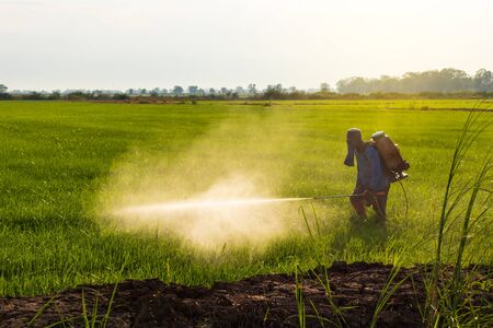 A Thai farmer wore a blue T-shirt with a cloth covering the face, spraying herbicides on a green rice field near the mound.の写真素材