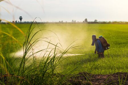 A Thai farmer wore a blue T-shirt with a cloth covering the face, spraying herbicides on a green rice field near the mound.の写真素材