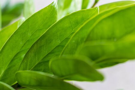 Close-up shot of a group of green Zanzibar Gem herbs that are cultivated at home to filter out toxins in the air.の写真素材