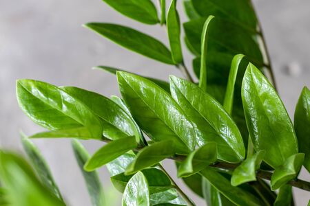 Close-up shot of a group of green Zanzibar Gem herbs that are cultivated at home to filter out toxins in the air.の写真素材