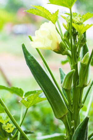 Close-up of the pods of many green okra in a garden is fertile by cutting its leaves.の写真素材