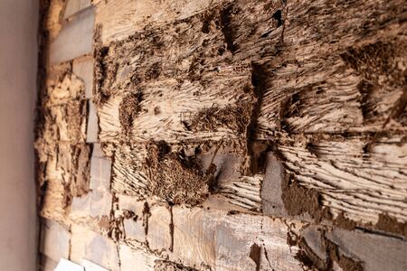 Close-up of the background of an old wooden wall damaged by termite biting wood near a concrete post in a house.の写真素材