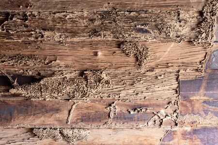 Close-up of the old wooden wall surface that has been damaged by termites eating wood inside a...