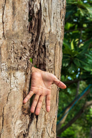A close-up view, a hand emerged like a ghost from a hole in a weathered decaying plank near a green leaf in a park.の写真素材