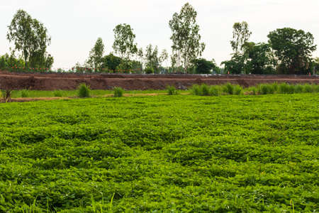 Scenery of field crops, weeds and mung beans cultivated for soil nourishment in rice fields near...