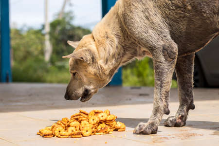 A close-up, a stray Thai dog eating a snack brought under the eaves of a house.の写真素材
