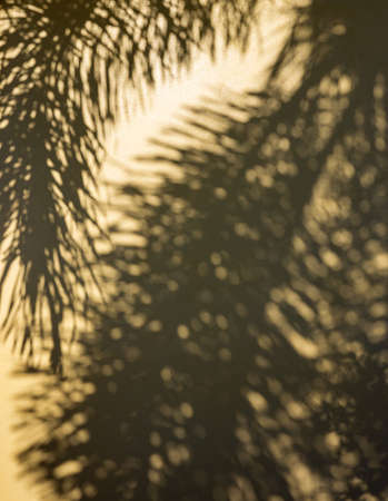 Abstract background close-up silhouette shadow palm leaves on wall yellow concrete buildings during...