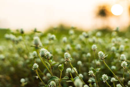 Gomphrena weed flower background, Wild globe everlasting abundant, grows and blooms beautifully during the early morning sun rise.の写真素材