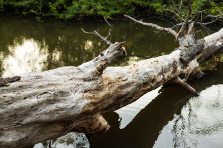 Close-up view of a large tree stump that has died, dried up and toppled into a swamp to provide habitat for the animals.の写真素材