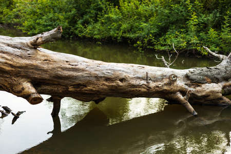 Close-up view of a large tree stump that has died, dried up and toppled into a swamp to provide habitat for the animals.の写真素材