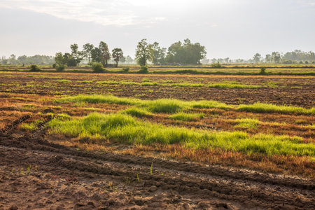 Green and yellow weed grasses grow on arid land in the rice fields of rural Thailand.