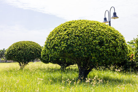 View is low shrubs trimmed leaves the sphere plant decorations on the grass in a park of rural Thailand.の写真素材
