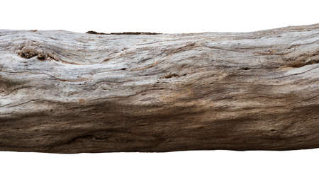 Isolated close-up view of a log of a large tree that has been felled to death by expiration.の写真素材
