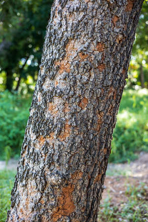 A close-up view of the bark of a large tree against the backdrop of a green forest park blurred in...