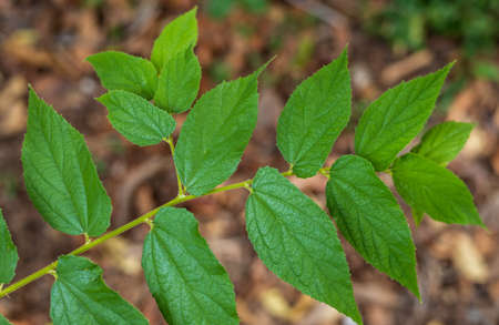 A close-up above view of the leaves of Muntingia calabura L with the dead leaves in the background,...