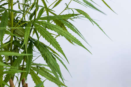 A close-up view of a cluster of long green cannabis leaves grown as a home medicinal herb near a concrete wall against a white backdrop, common in rural Thailand.の写真素材