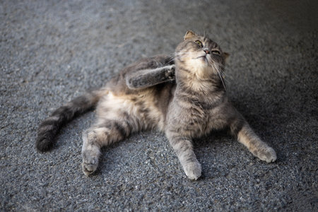 Close-up view of a gray-and-white striped Thai cat lying down and scratching its neck relaxingly on...