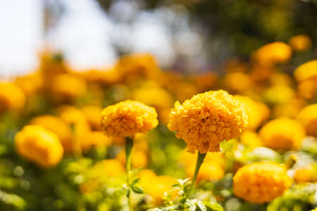 A close-up view of yellow marigolds blooming in abundance in the midday sunlight that are often seen in the parks of rural Thailand.の写真素材