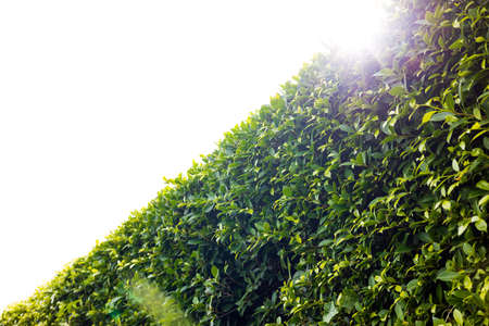 A close-up low angle view of a fence of many fresh green foliage at an oblique angle overlooking the blurry grass on the ground is common in the Thai countryside.の写真素材