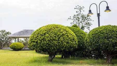 A low angle view, bonsai, spherical trees and beautifully pruned bushes of green leaves growing on the lawn, often seen in public gardens for recreation in rural Thailand.の写真素材