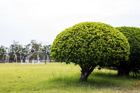 A low angle view, bonsai, spherical trees and beautifully pruned bushes of green leaves growing on...