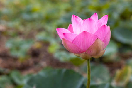 A close-up view of large pink lotus flowers blooming beautifully with blurred green leaves in the background, commonly seen in the canals and swamps of rural Thai farmland.の写真素材