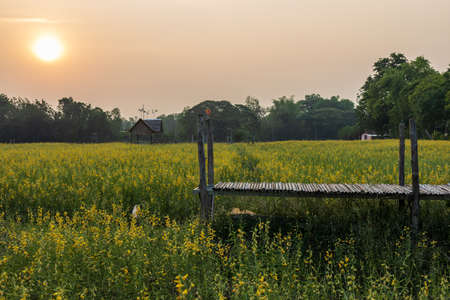 A panoramic view of the beautiful blooming yellow Crotalaria juncea garden with a bamboo bridge facing the early sunrise in a Thai countryside.の写真素材
