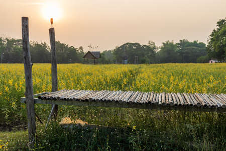 A panoramic view of the beautiful blooming yellow Crotalaria juncea garden with a bamboo bridge facing the early sunrise in a Thai countryside.の写真素材
