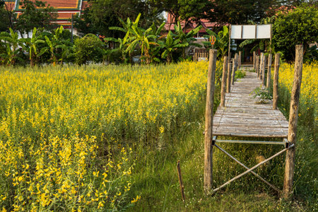 A bamboo bridge over a yellow Crotalaria juncea orchard that blooms in abundance near an early morning banana plantation in a Thai countryside.の写真素材