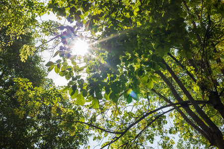 A view from below as sunlight shines through the background of a large group of green leaves on the...