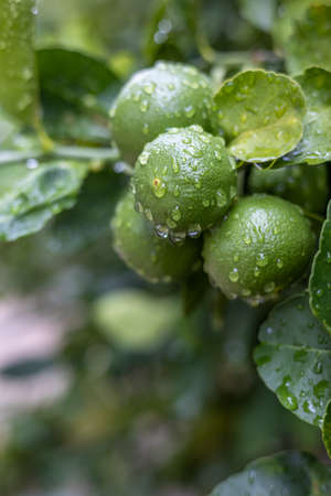 A close-up view of a large cluster of green limes filled with dewdrops against a blurry green background of its foliage in the garden early in the morning.の写真素材