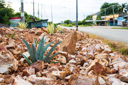 An aloe thrives in a garden full of brown granite boulders piled up on the side of a road near rural Thai residences early in the morning.の写真素材