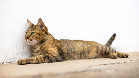 A beautiful black-brown patterned Thai cat lies staring at something on the old cement floor near...