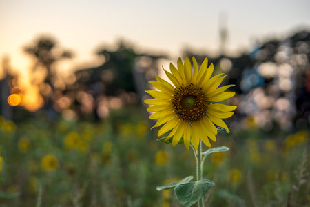 A close-up view of the beautiful blooming yellow sunflowers against the orange bokeh sunset in the evening in a public forest park in rural Thailand.の写真素材