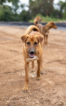 Portrait of two brown Thai dogs standing and looking at the photographer with pitiful eyes on the dirt red ground in the Thai countryside.の写真素材