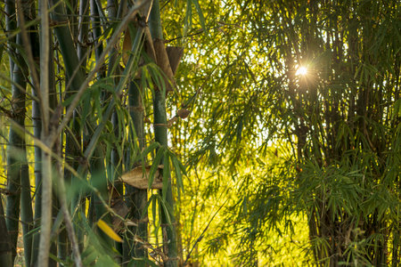 Close-up view of many bamboo groves with early morning sunlight shining through, which are often seen growing in agricultural forests in rural Thailand.の写真素材