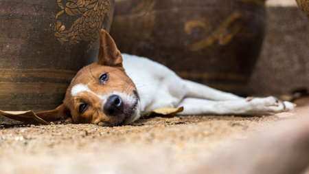 Close-up low view A white-and-brown Thai dog lies relaxed on the sandy ground seeking humidity near a large brown pottery jar nestled in the backyard of a Thai countryside.の写真素材