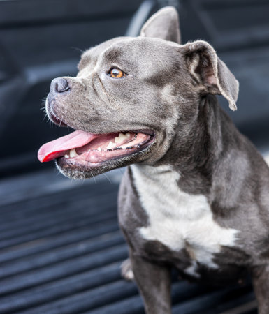 Close-up view of a short, short-legged, gray-haired, white-breasted American dog with a playful...