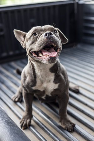 Close-up view of a short, short-legged, gray-haired, white-breasted American dog with a playful wrinkled face, sitting and looking at something inside a black pickup truck.の写真素材