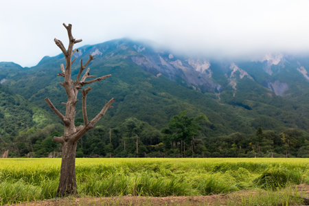 A close-up view of a dead, leafless tree cut down in the midst of a green paddy field with mountains and clouds in the background of a Thai countryside.の写真素材