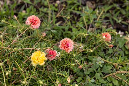 Close-up view of Portulaca, Moss flowers. Pink, red, and other roses that are blooming beautifully on the ground in a public park are often seen everywhere in the Thai countryside.の写真素材