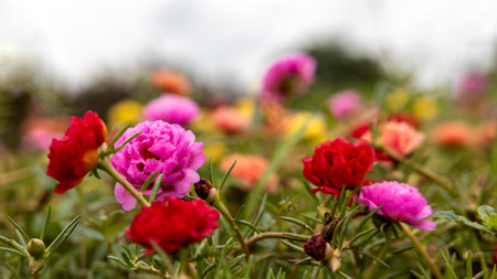 Close-up view of Portulaca, Moss flowers. Roses, pink, red, and others blooming beautifully against a blurred background in a public park, are commonly seen in the Thai countryside.の写真素材