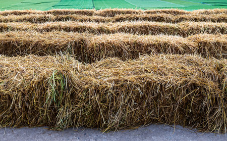 Close-up low angle view of rows of straw bales stretching across a concrete floor covered with green synthetic fiber to serve as a staging area in rural Thailand.の写真素材